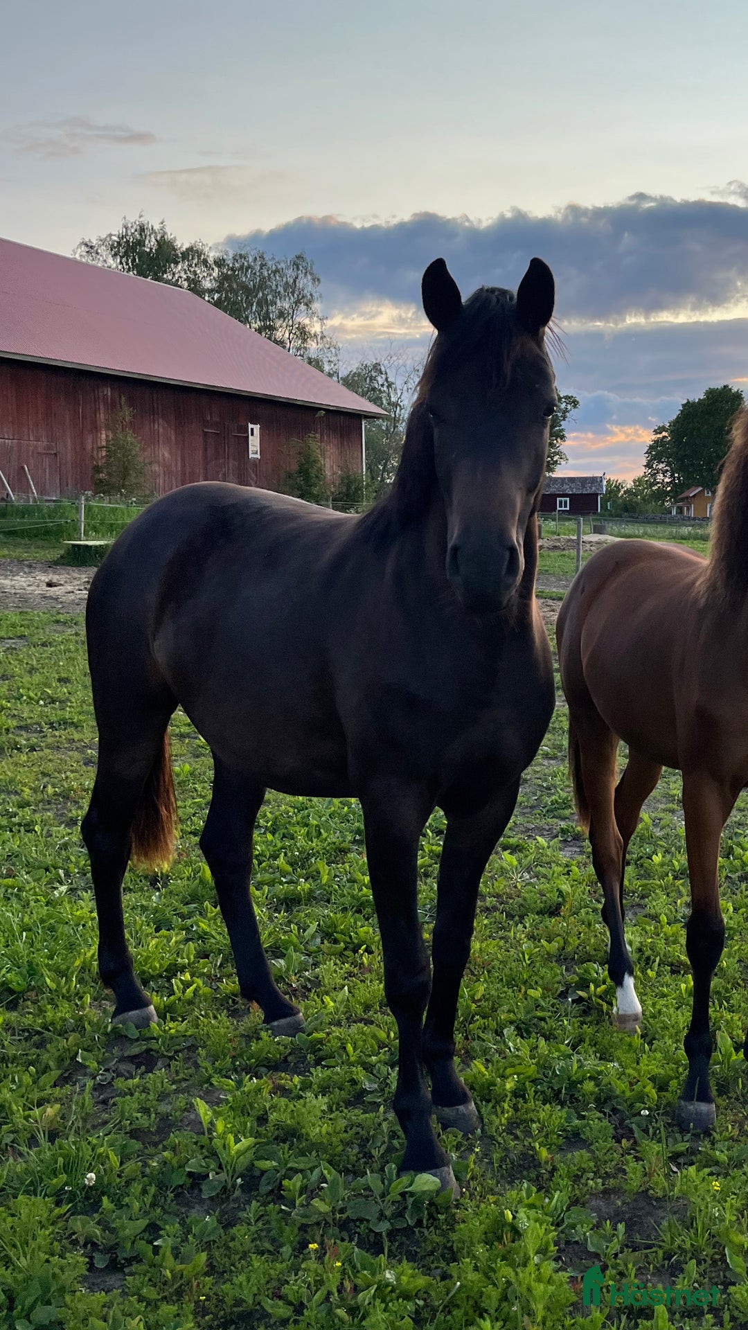 Hoppning hästar till salu: Sto -23 Kanon temperament! i Väring - Annons 3