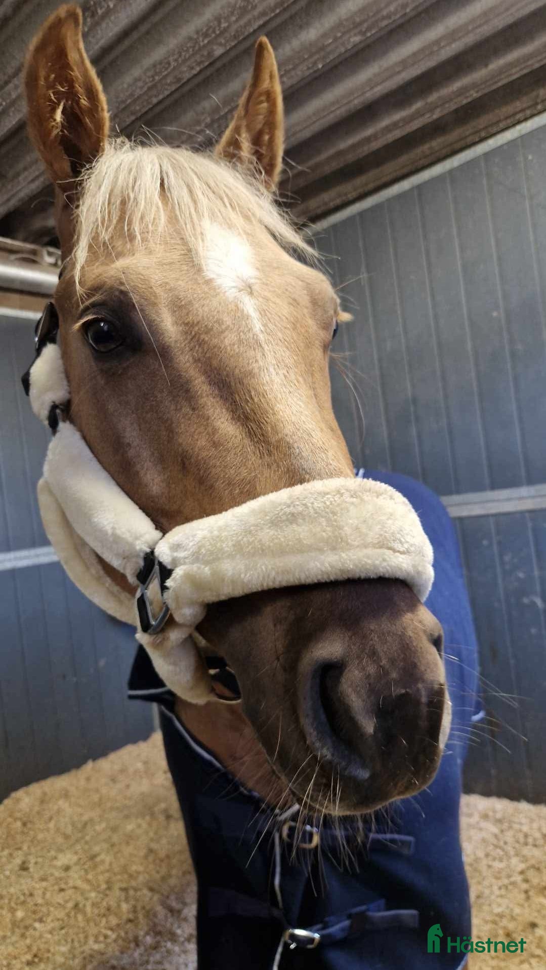  hästar Världens snällaste GULDPONNY! - Annons 11