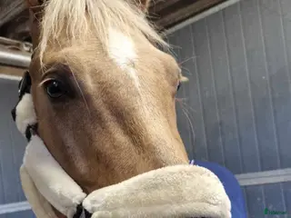 hästar Världens snällaste GULDPONNY! - Annons 11