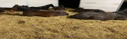  stallplats finnes: Lösdriftsplats finnes - Annons 6