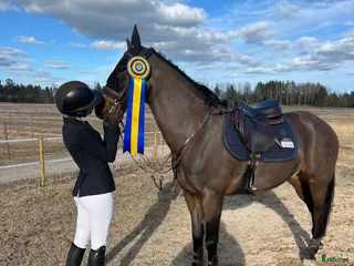 hästar D-ponny till satsande ryttare - Annons 14