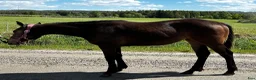 Western hästar till salu: Juni  - Annons 2
