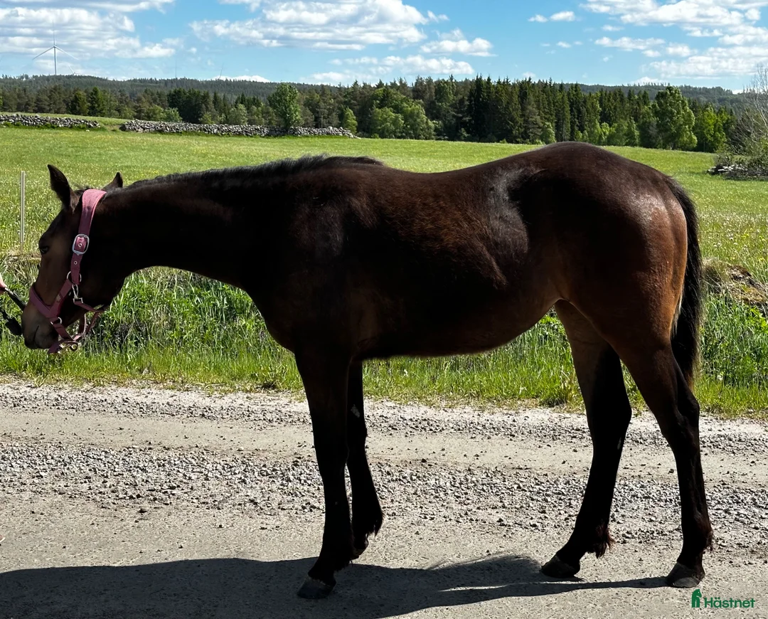 Western hästar till salu: Juni  - Annons 2