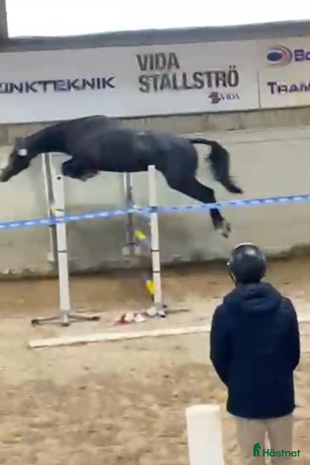 Hoppning hästar till salu: Lovande framtidsämne  i Sävsjö - Annons 2