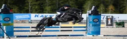 Hoppning hästar till salu: New Forest pony stallion, Horshaka Mighty Don - Annons 4