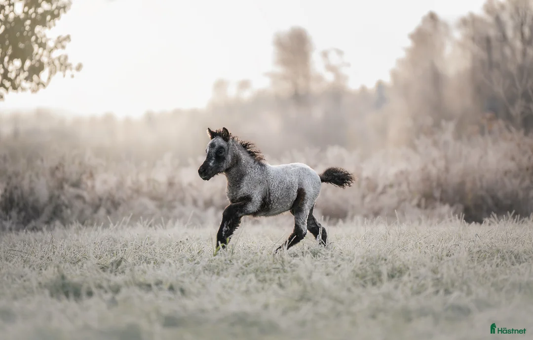 Allround hästar till salu: American mini Curly  - Annons 4
