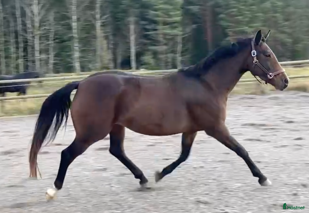 Avelshästar hästar till salu: Avelssto dräktig med Majestic Justice i Salbohed - Annons 4