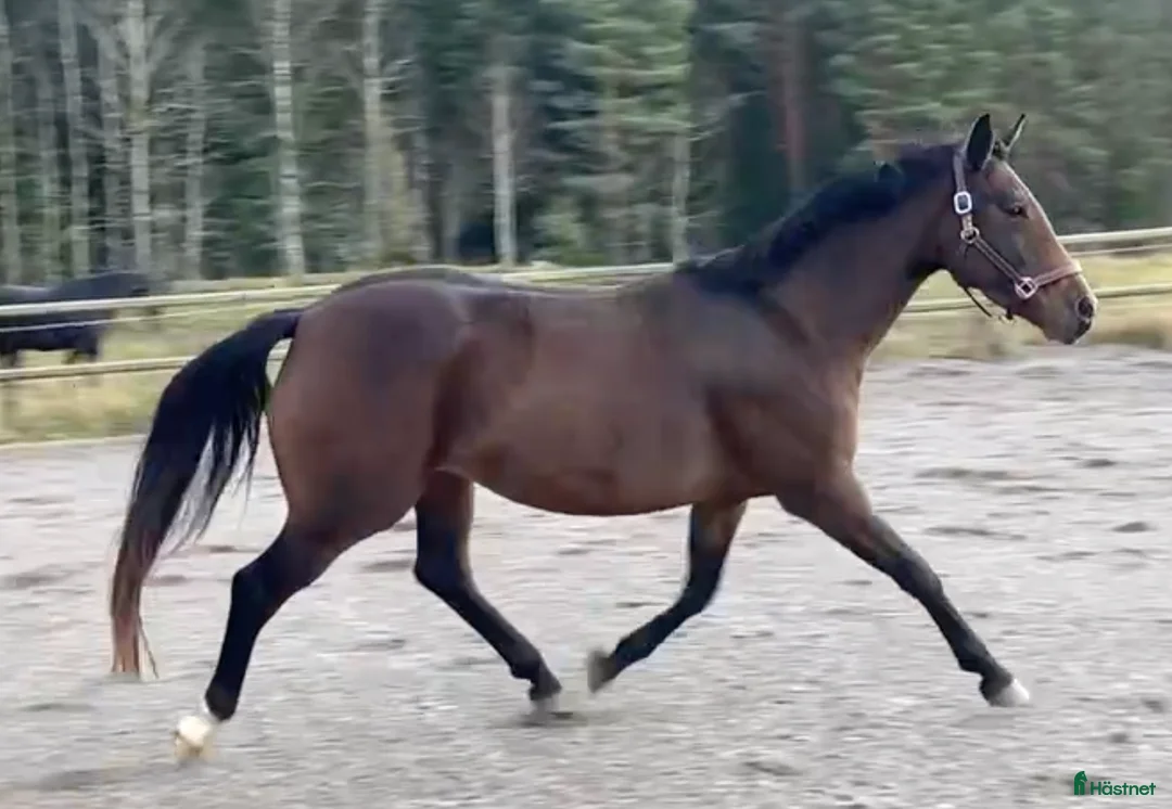 Avelshästar hästar till salu: Avelssto dräktig med Majestic Justice i Salbohed - Annons 4