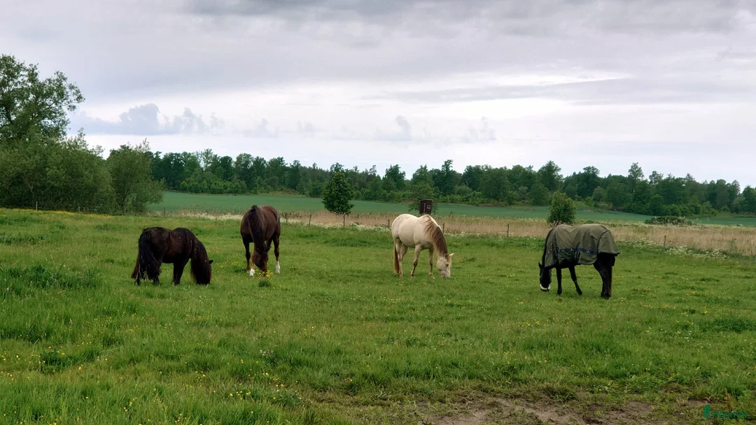  stallplats finnes: Stallplats med mycket service i Söderköping - Annons 6