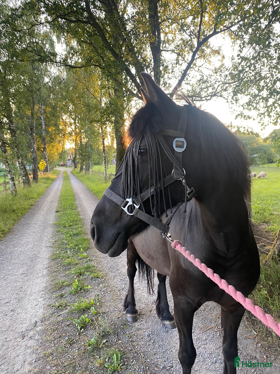 Allround hästar till salu: Härlig skogsmulle i Växjö - Annons 1