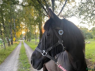 hästar Härlig skogsmulle i Växjö - Annons 22