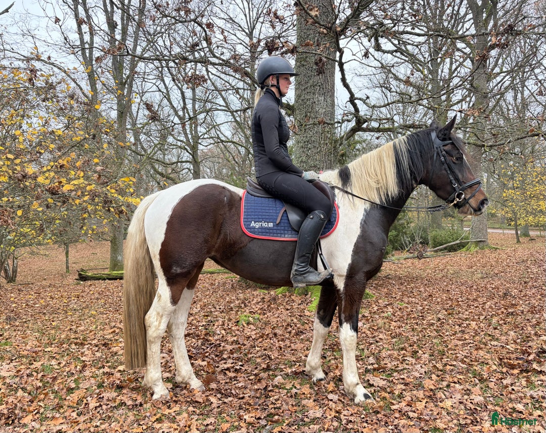 Allround hästar till salu: Trevligt ungsto ( kommer passa verksamhet)  i Hallaröd - Annons 1