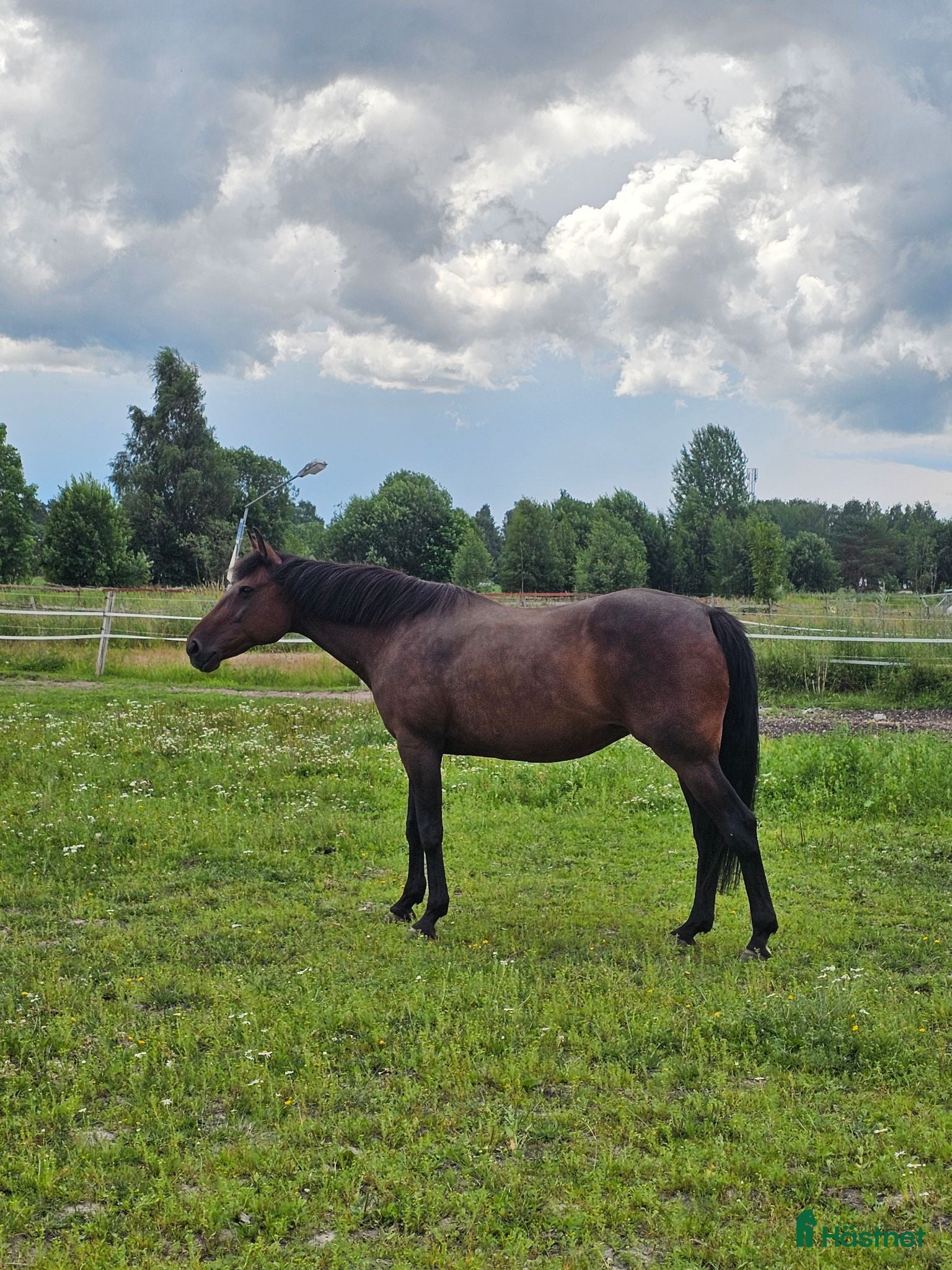  hästar Trevligt sto 🌼 *reserverad* - Annons 2