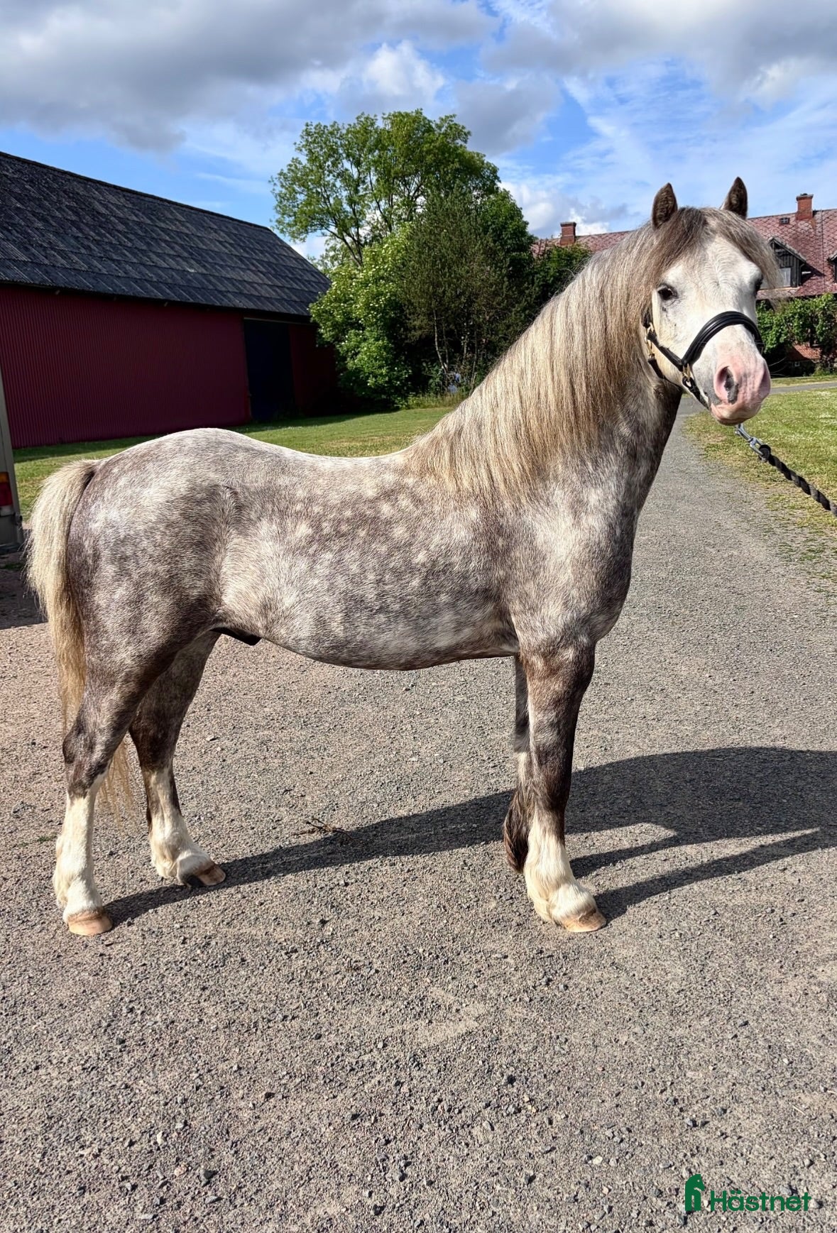  hästar Snygg Welshponny - Annons 2