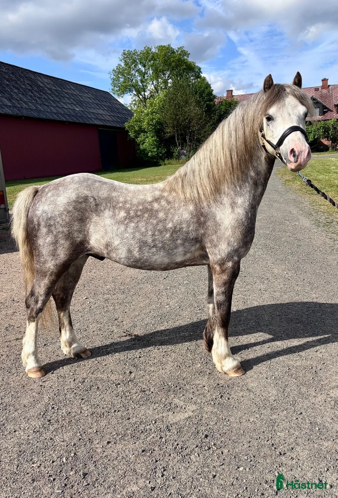 Allround hästar till salu: Snygg Welshponny - Annons 2