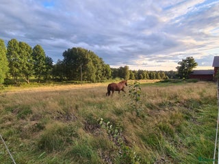 stallplats finnes: Möjlighet till egen fin lösdrift i Äspered - Annons 1