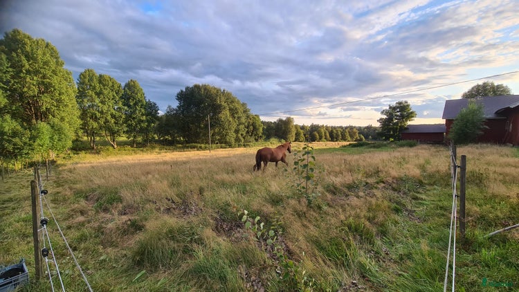 stallplats Möjlighet till egen fin lösdrift i Äspered - Annons 9