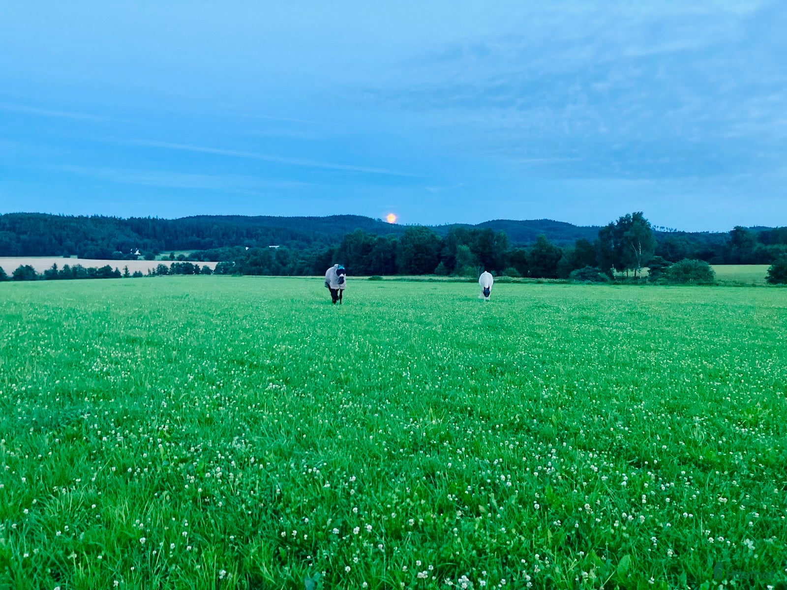  hästar Tryggt halvblod till det bästa av hästliv - Annons 8