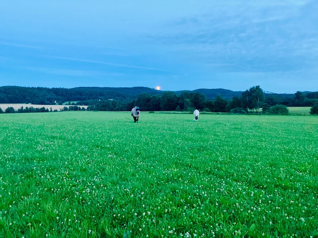 Allround hästar sökes: Tryggt halvblod till det bästa av hästliv - Annons 1