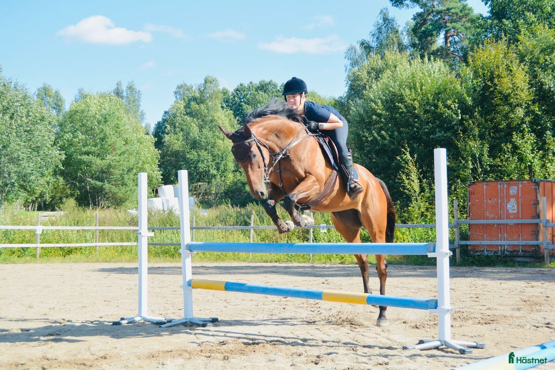 Allround hästar till salu: Sto med stor kapasitet!  i Arboga - Annons 1