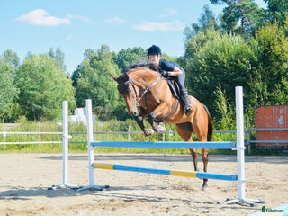 hästar Sto med stor kapasitet! i Arboga - Annons 8