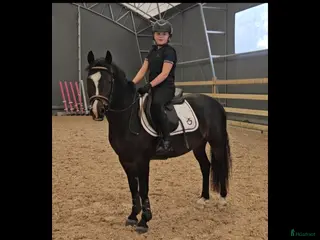 hästar B-ponny med stor potential ⭐️ - Annons 19