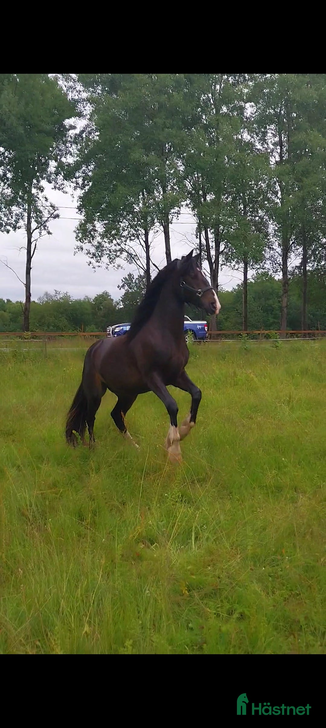  hästar Vacker unghäst - Annons 4