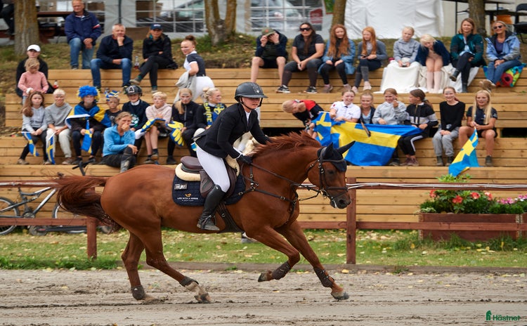  hästar i Domsten - Annons 6