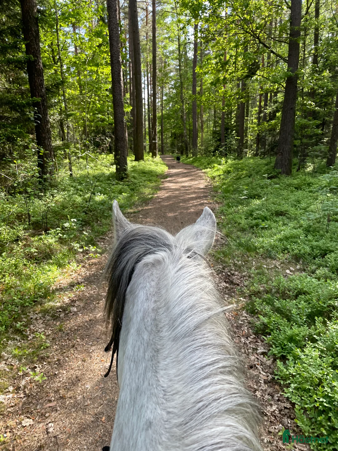  stallplats finnes: Sommarbete Lindome  i Lindome - Annons 2