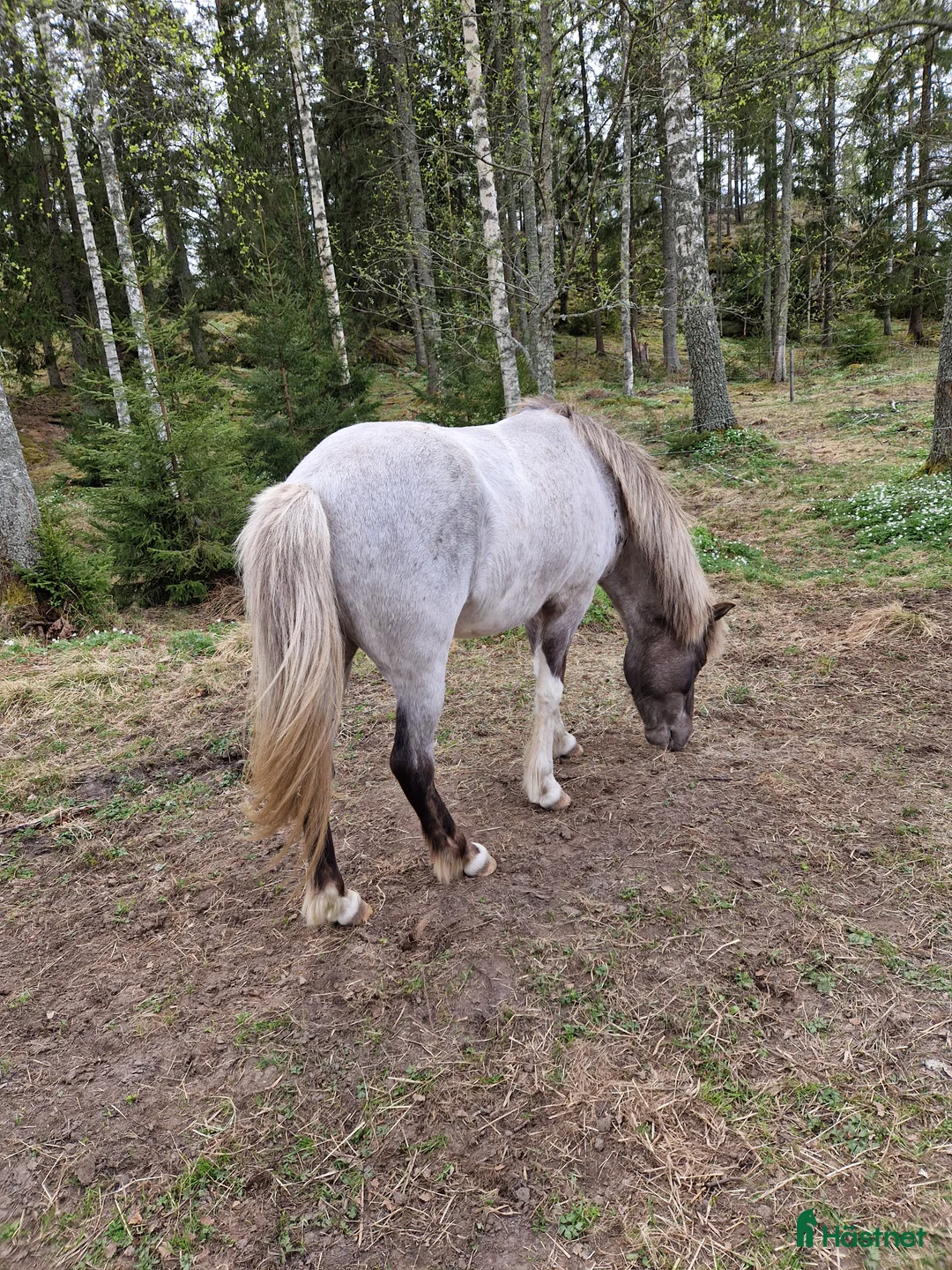Island hästar till salu: Tjaldur avkomma i Söderköping - Annons 2