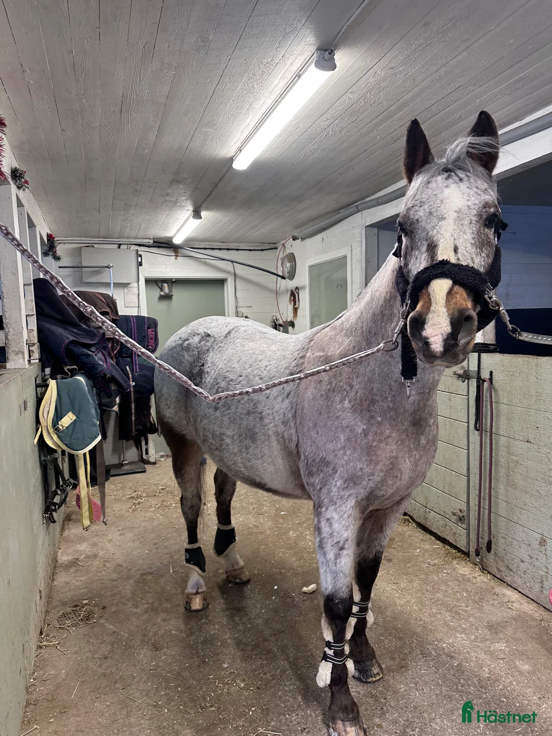 Allround hästar till salu: Intressekoll på en riktig guldkille🤎 - Annons 7