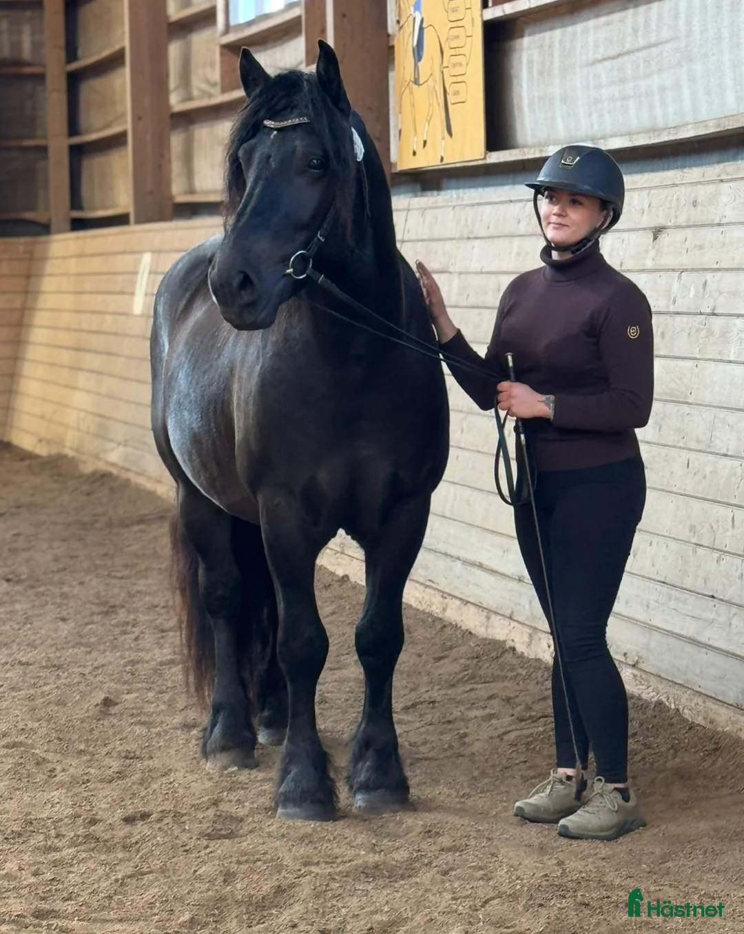 Allround hästar till salu: 6 årig valack  i Odensbacken - Annons 3