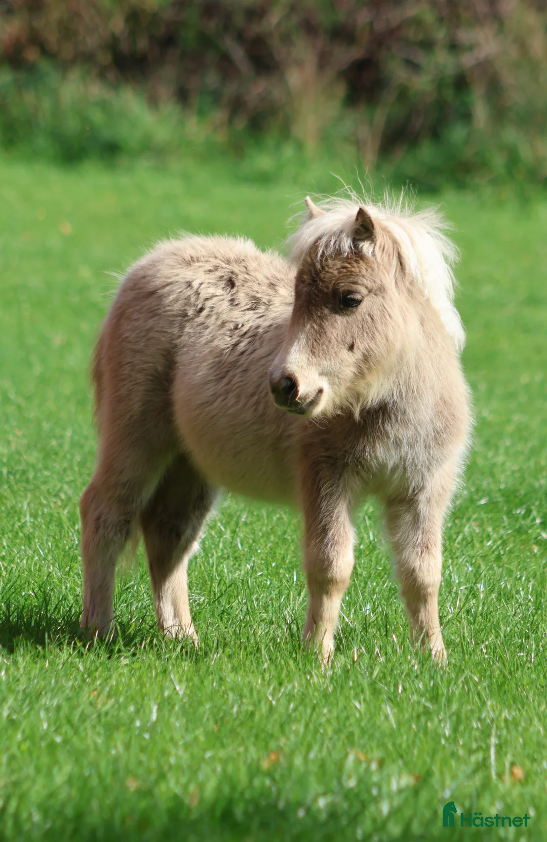 Avelshästar hästar till salu: shetlandspony Føl i Møldrup - Annons 1