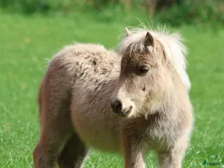 hästar shetlandspony Føl i Møldrup - Annons 2