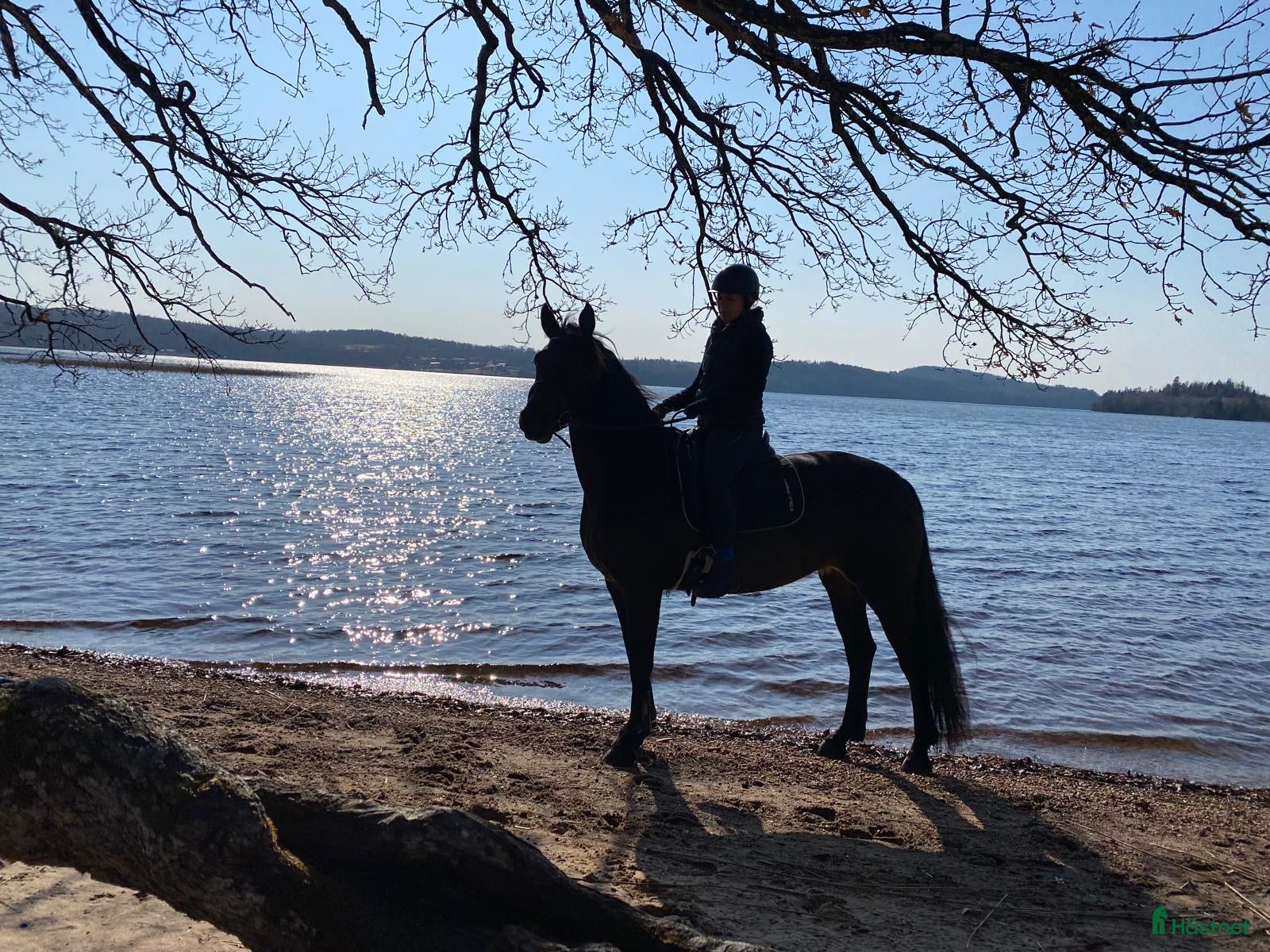  hästar Vi söker en trygg ponny i Kinna - Annons 12