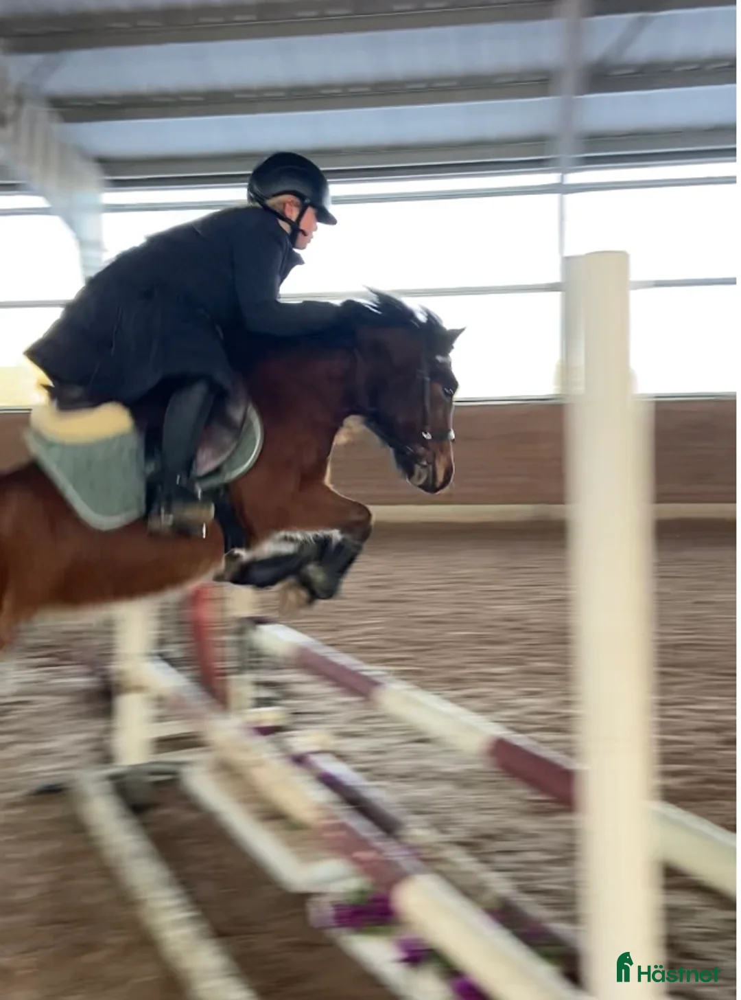 Allround hästar till salu: Sötaste Rocky ❤️ - Annons 5