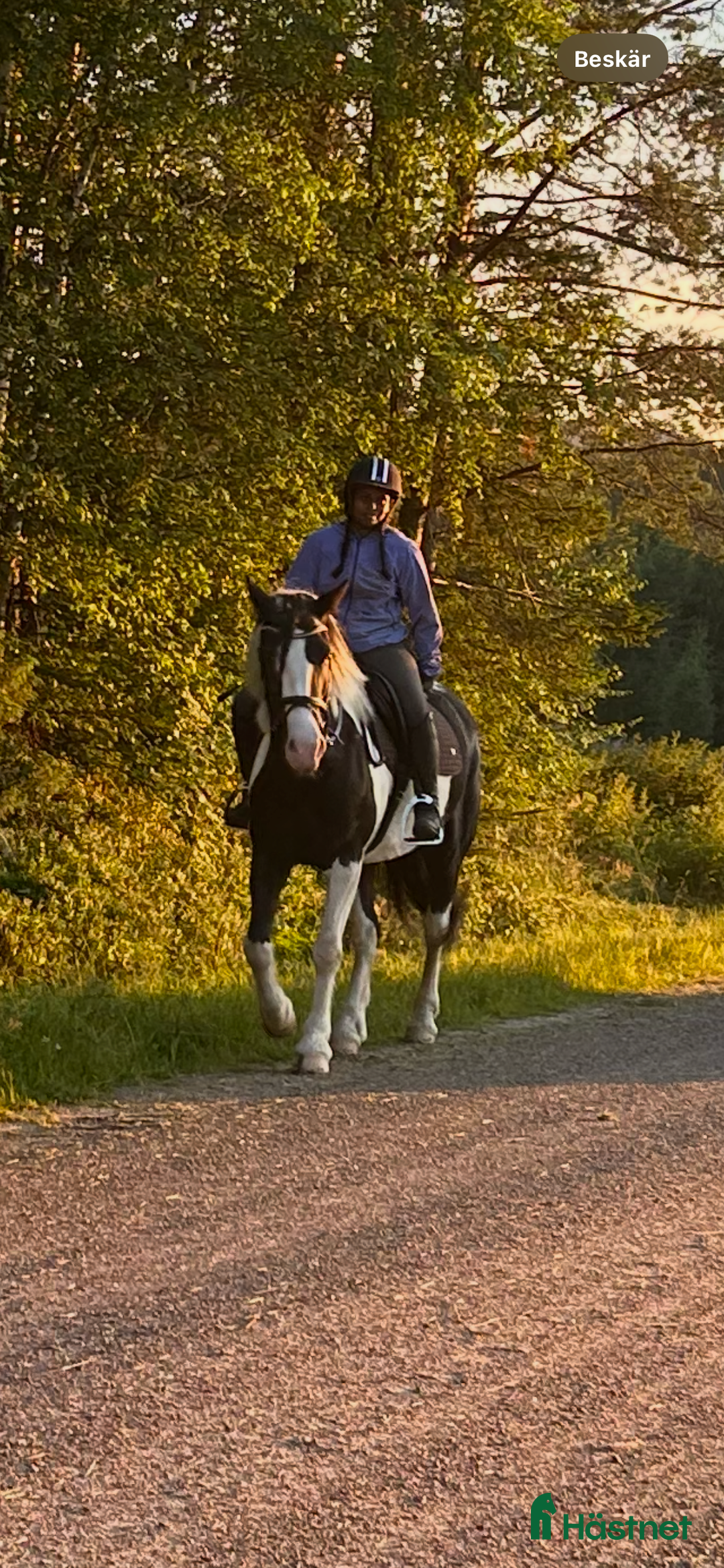 Allround hästar till salu: Snäll d-ponny i Sjulsmark - Annons 3
