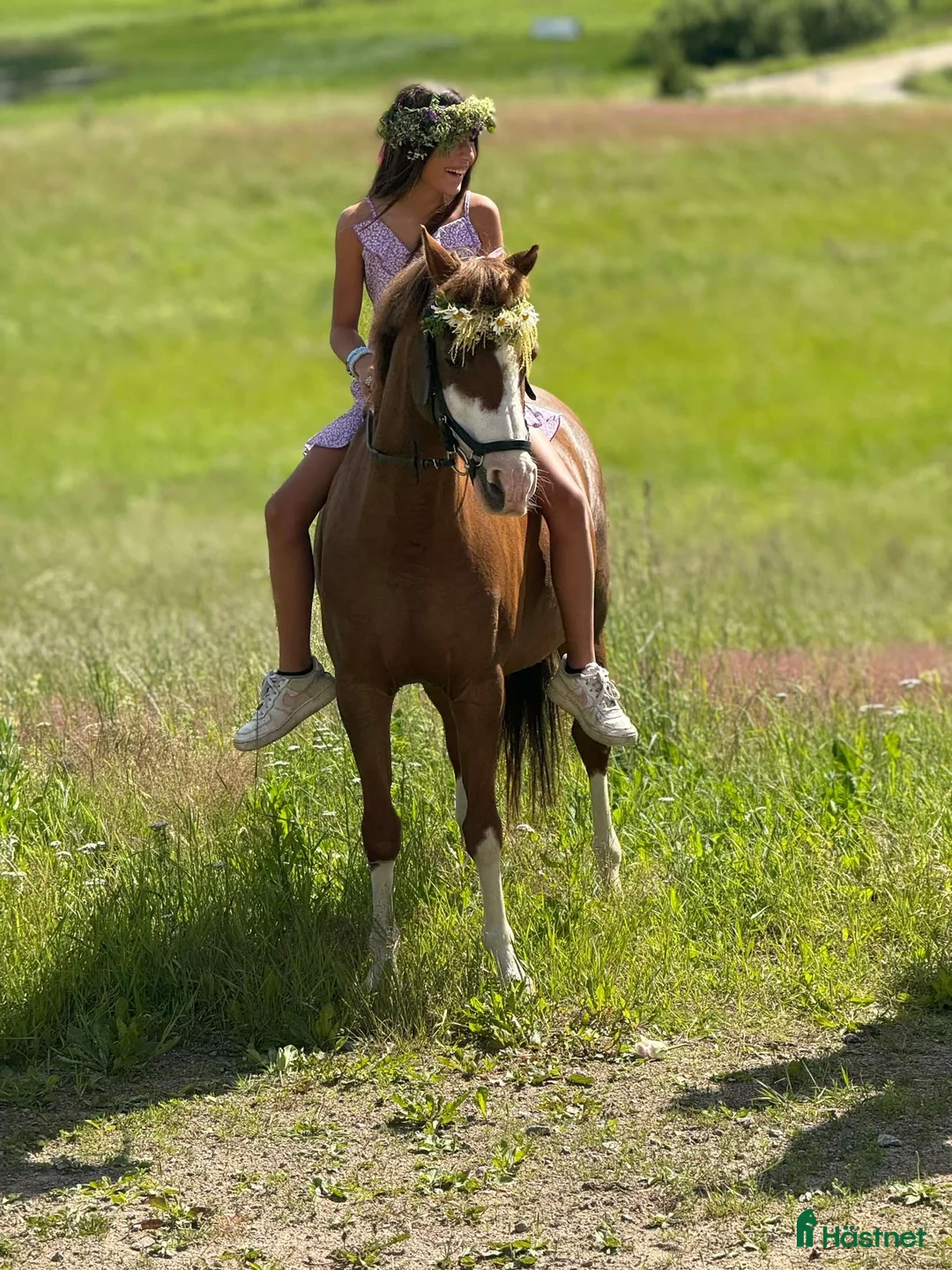Allround hästar till salu: Nexis Xanté - Annons 2