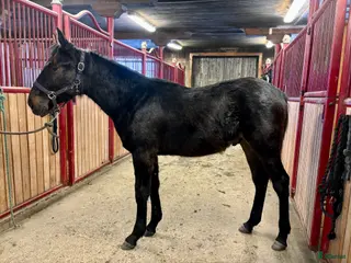 hästar 1 årig hingst e. Hayden Hanover - Annons 1