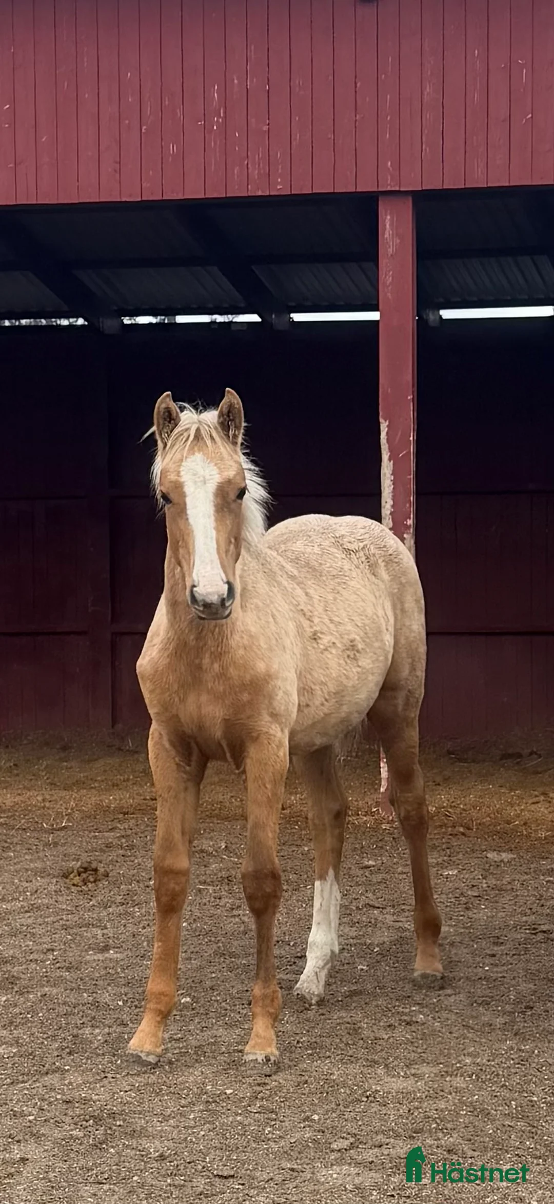 Dressyr hästar till salu: Sockersött sto e Zafferano - Sir Donnerhall  i Märsta - Annons 4