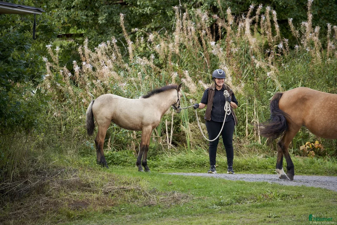 Allround hästar till salu: Lovande gulbrunt stoföl  i Mjölby - Annons 4