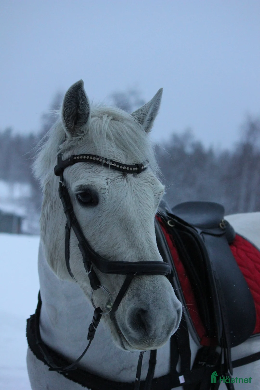 Allround hästar till salu: Trevlig C ponny  - Annons 1