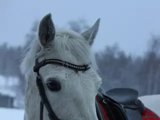 hästar Trevlig C ponny - Annons 8