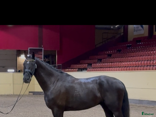 hästar Breederskvalad 4 åring! i Påarp - Annons 2