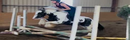 Allround hästar till salu: Super 128 gelding  - Annons 7