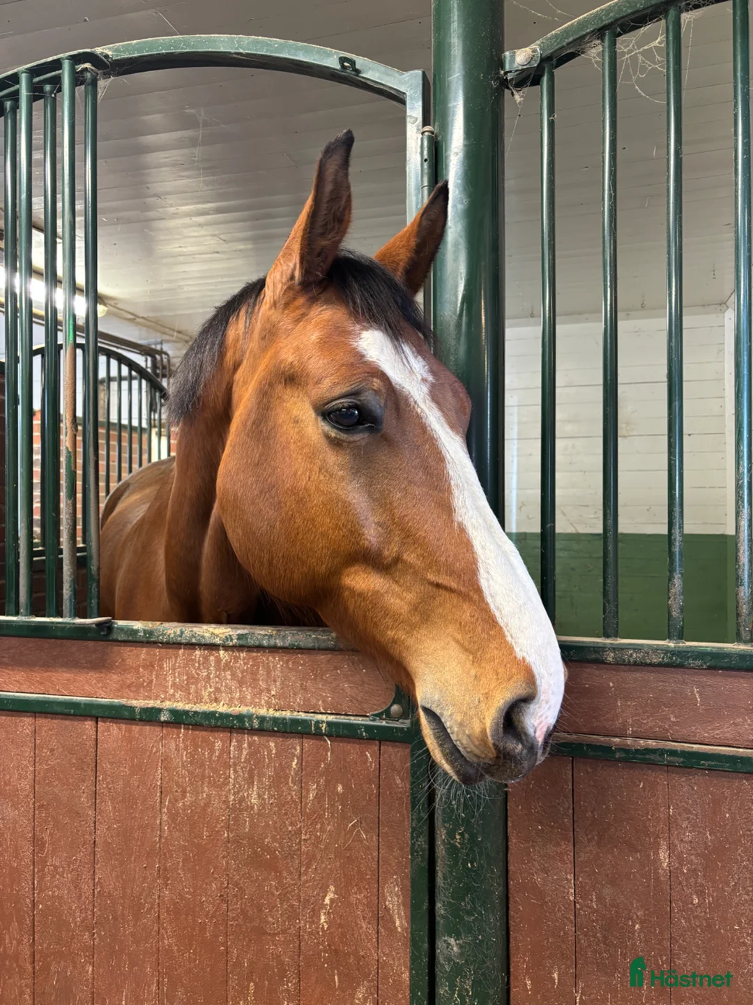 Hoppning hästar till salu: Snäll och trygg 6-åring med stor kapacitet - Annons 1