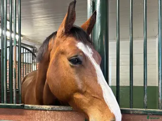 hästar Snäll och trygg 6-åring med stor kapacitet - Annons 1