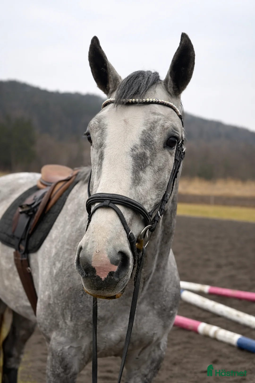 Allround hästar till salu: Trevligt sto, passar både allround/verksamhet - Annons 2