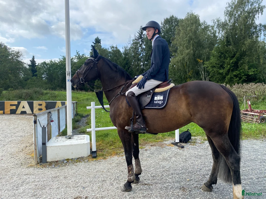 Hoppning hästar till salu: Välhoppande rutinerat hoppsto med fina gångarter - Annons 2