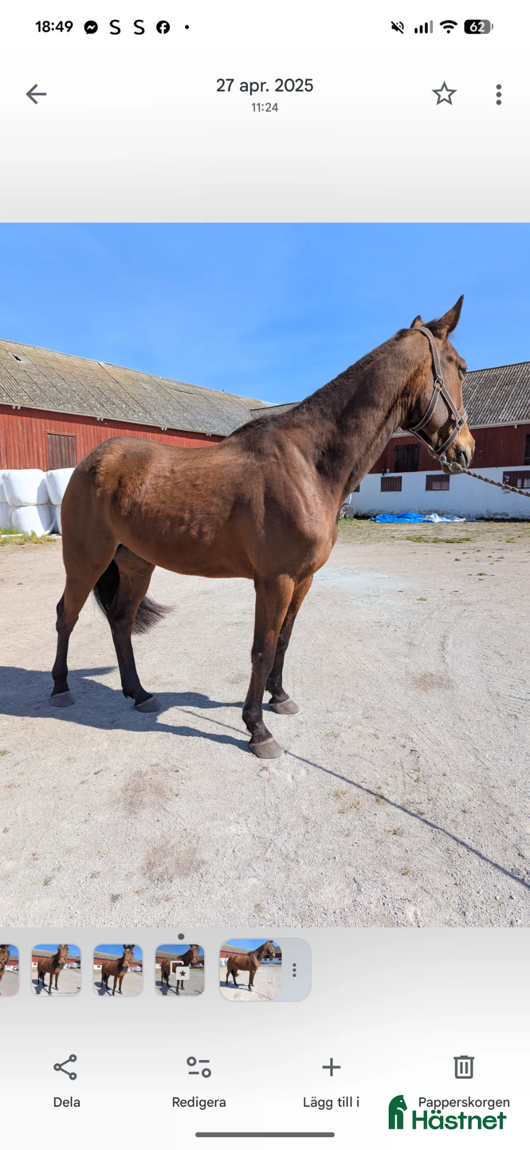 Allround hästar till salu: Trevligt varmblod  - Annons 3